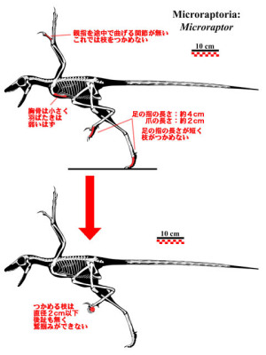 ミクロラプトルの骨格復元図